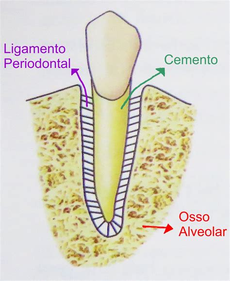 osso alveolar